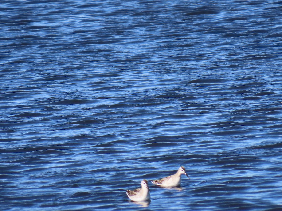 Wilson's Phalarope - ML604169851