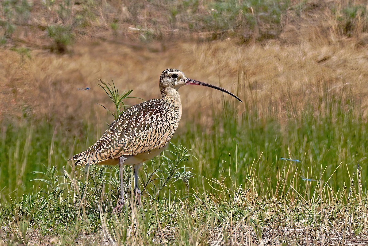 Long-billed Curlew - ML604170131