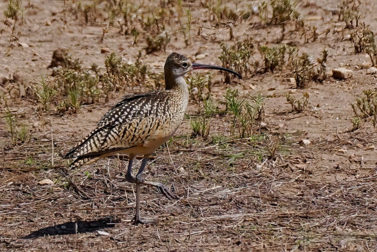 Long-billed Curlew - ML604170141