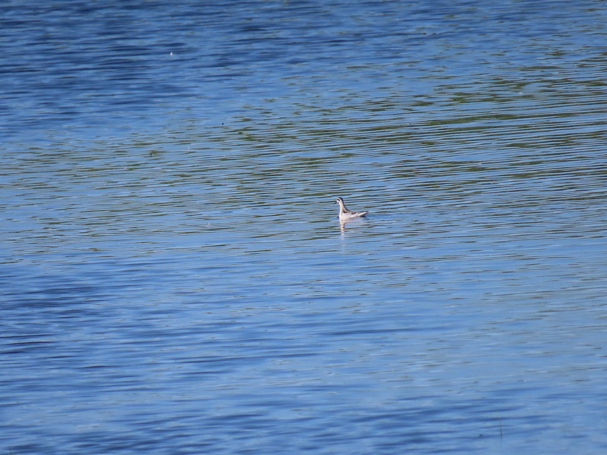 Phalarope à bec étroit - ML604170181