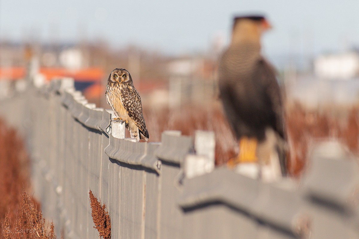 Short-eared Owl (South American) - ML604170651