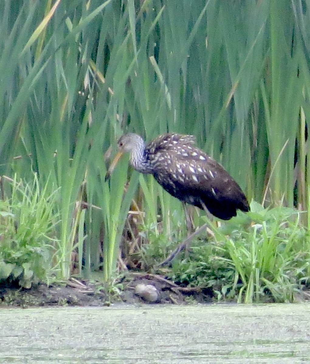 Limpkin - Karen Mammone