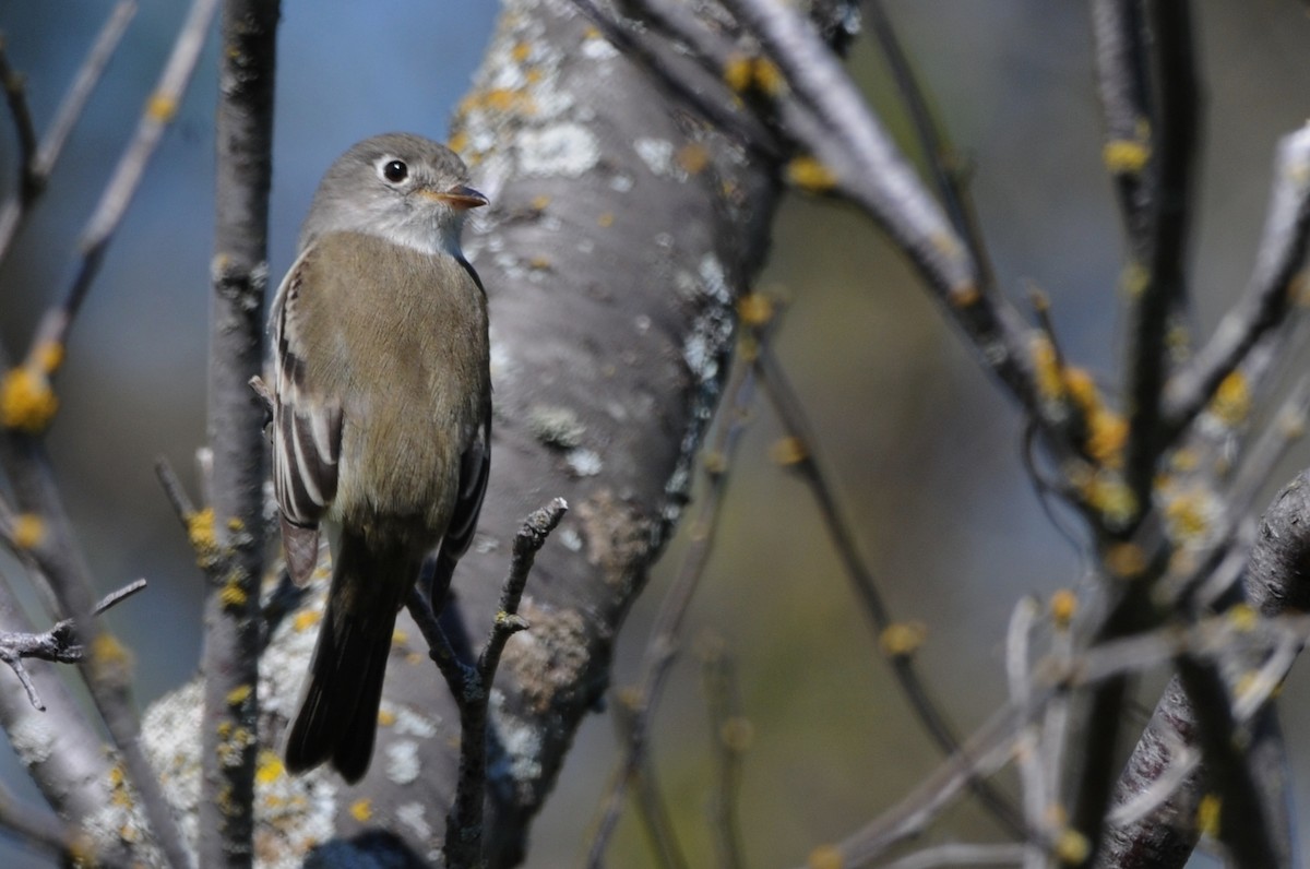 Least Flycatcher - ML60417161