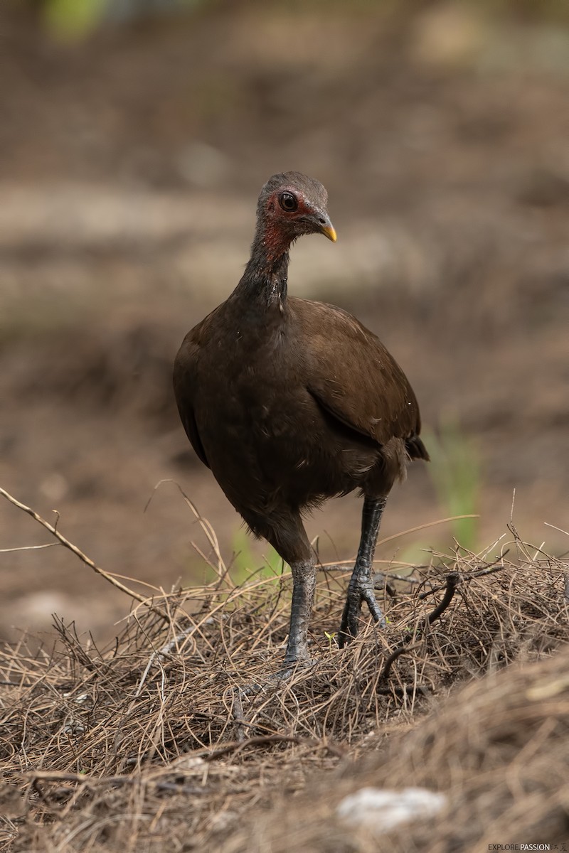 Philippine Megapode - Wai Loon Wong