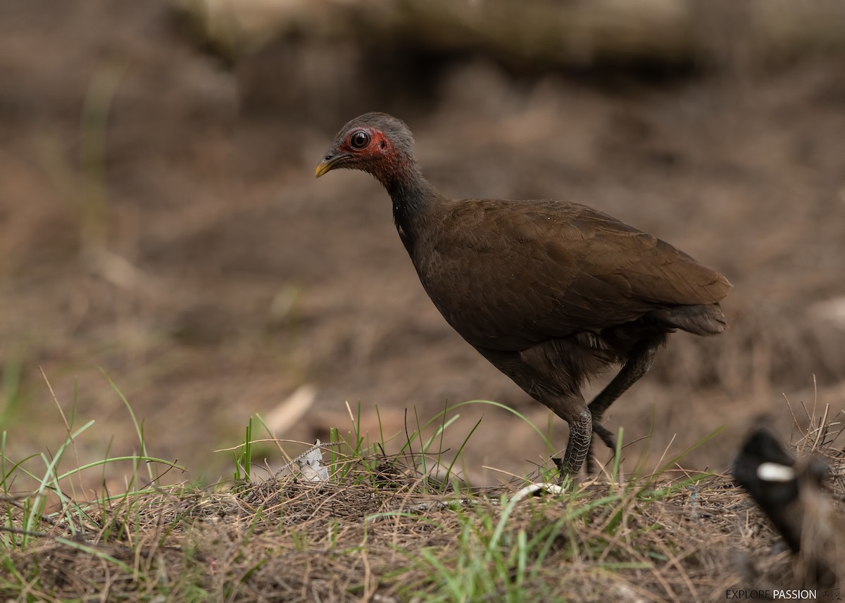 Philippinen-Großfußhuhn - ML604171861