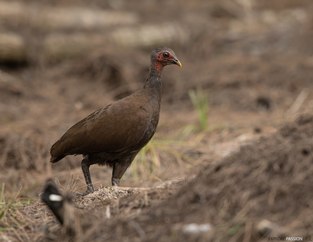 Philippine Megapode - Wai Loon Wong