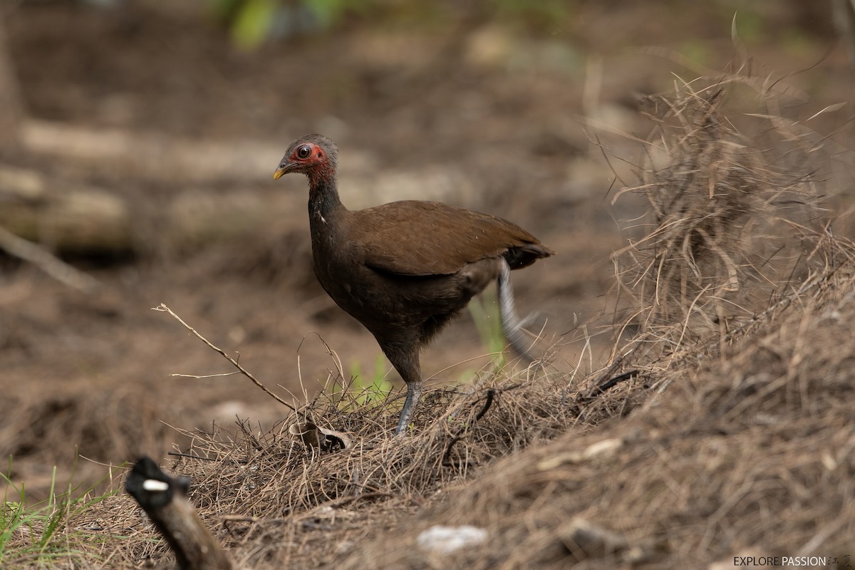 Philippine Megapode - Wai Loon Wong