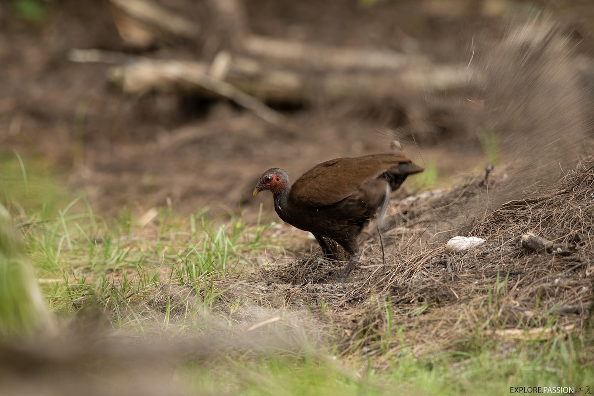 Philippine Megapode - ML604171891