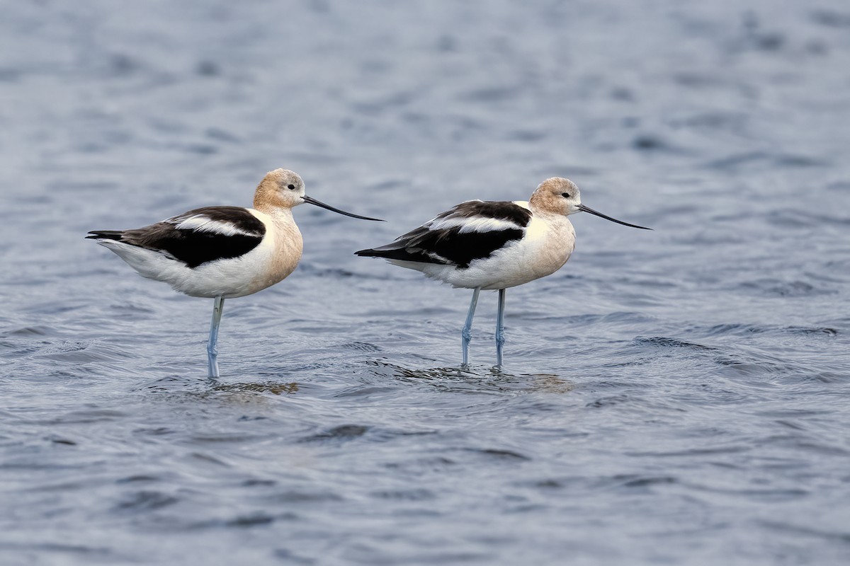 Avoceta Americana - ML604172821