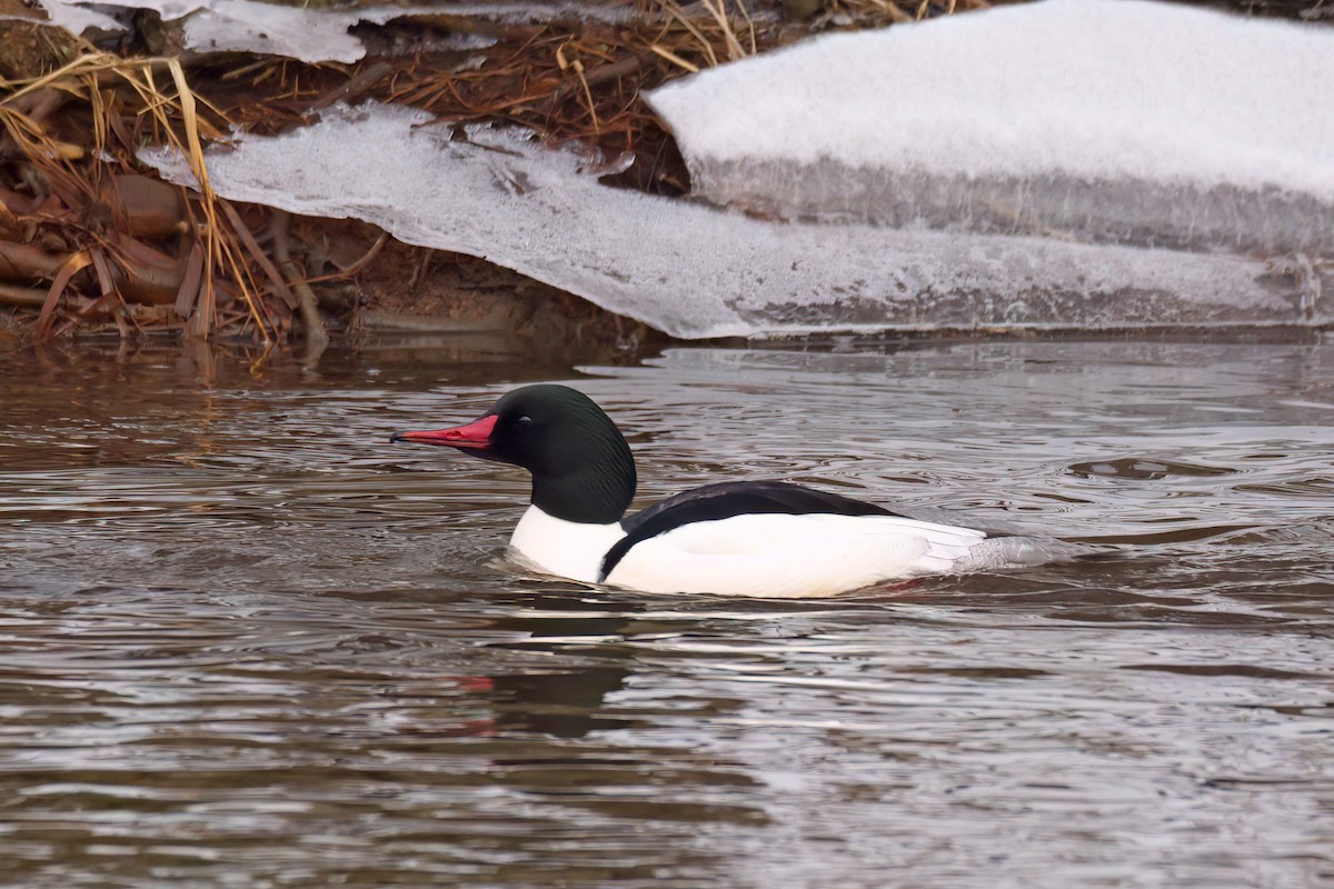 Common Merganser - ML604173231