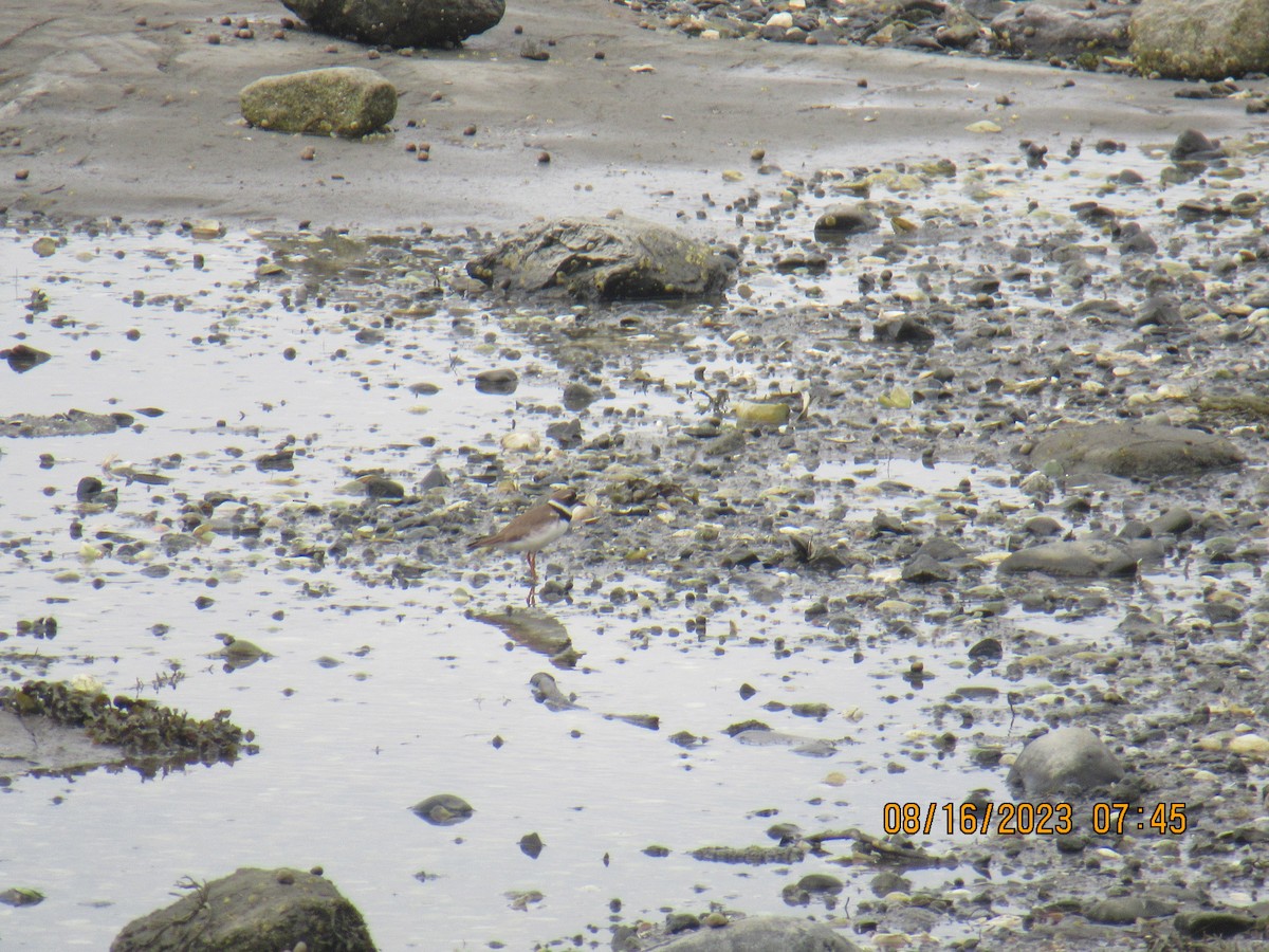 Semipalmated Plover - Theo Ballas