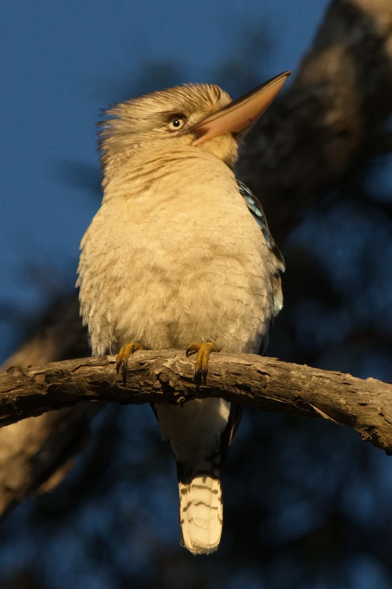 Blue-winged Kookaburra - ML604174191