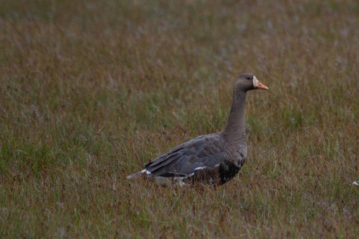 Greater White-fronted Goose - ML604174251