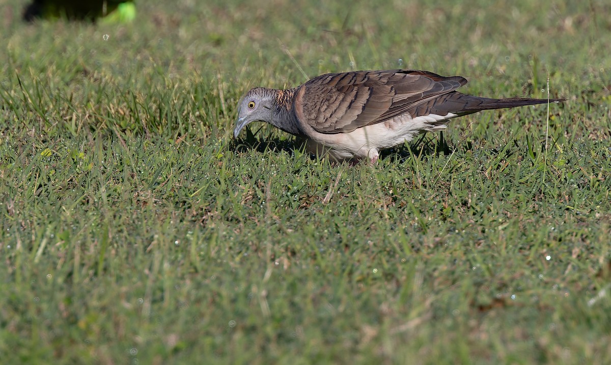 Bar-shouldered Dove - Geoff Dennis