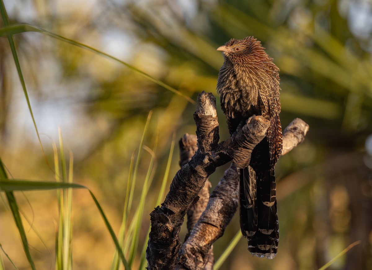 Pheasant Coucal - Geoff Dennis