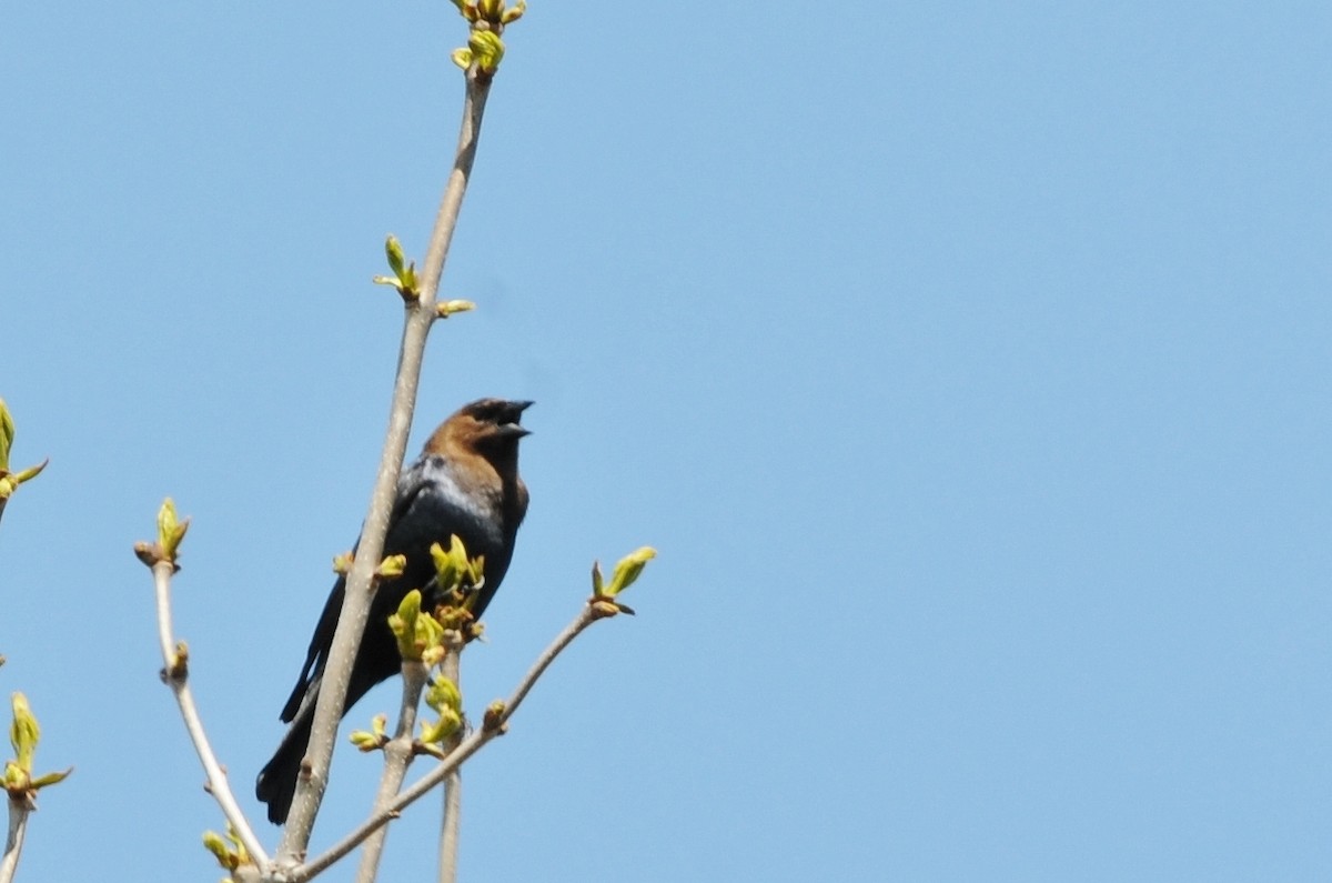 Brown-headed Cowbird - ML60417451