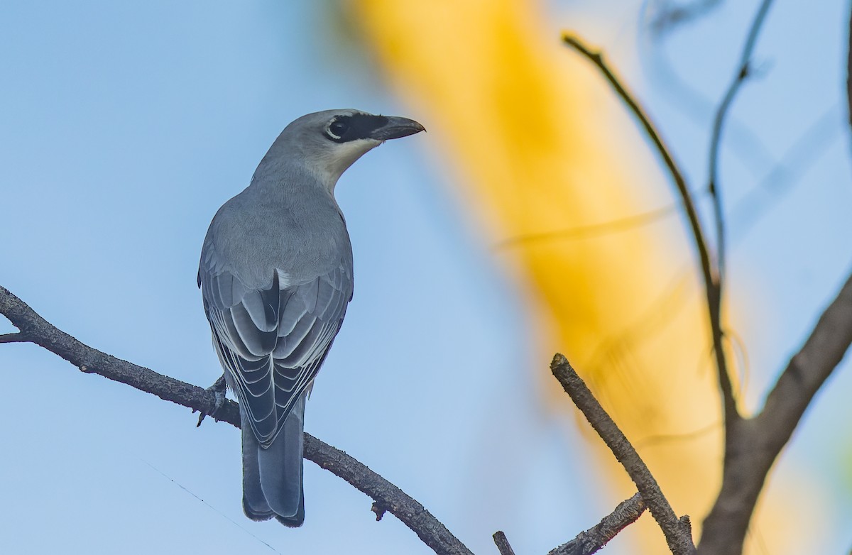 White-bellied Cuckooshrike - ML604174641