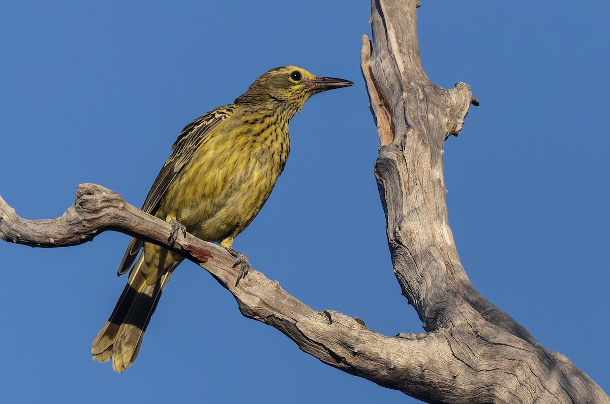 Green Oriole - Geoff Dennis