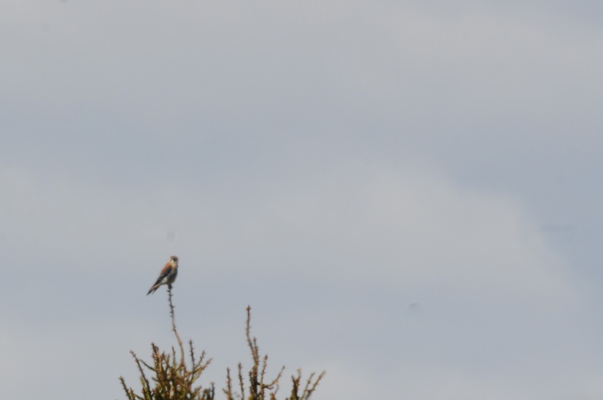 American Kestrel - ML60417491