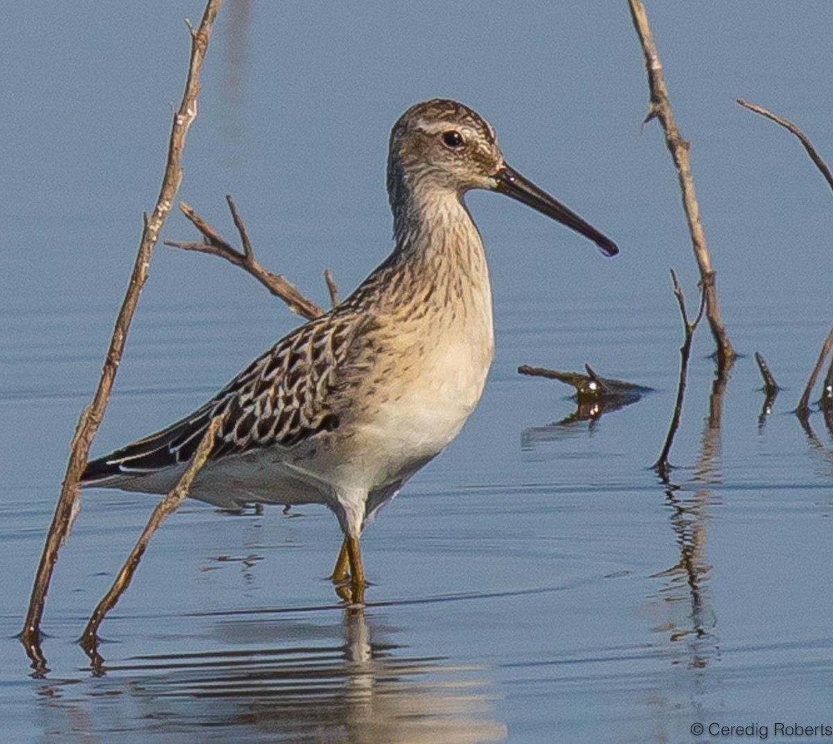 Stilt Sandpiper - ML604176231