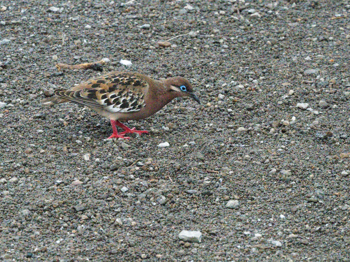 Tourterelle des Galapagos - ML604177081