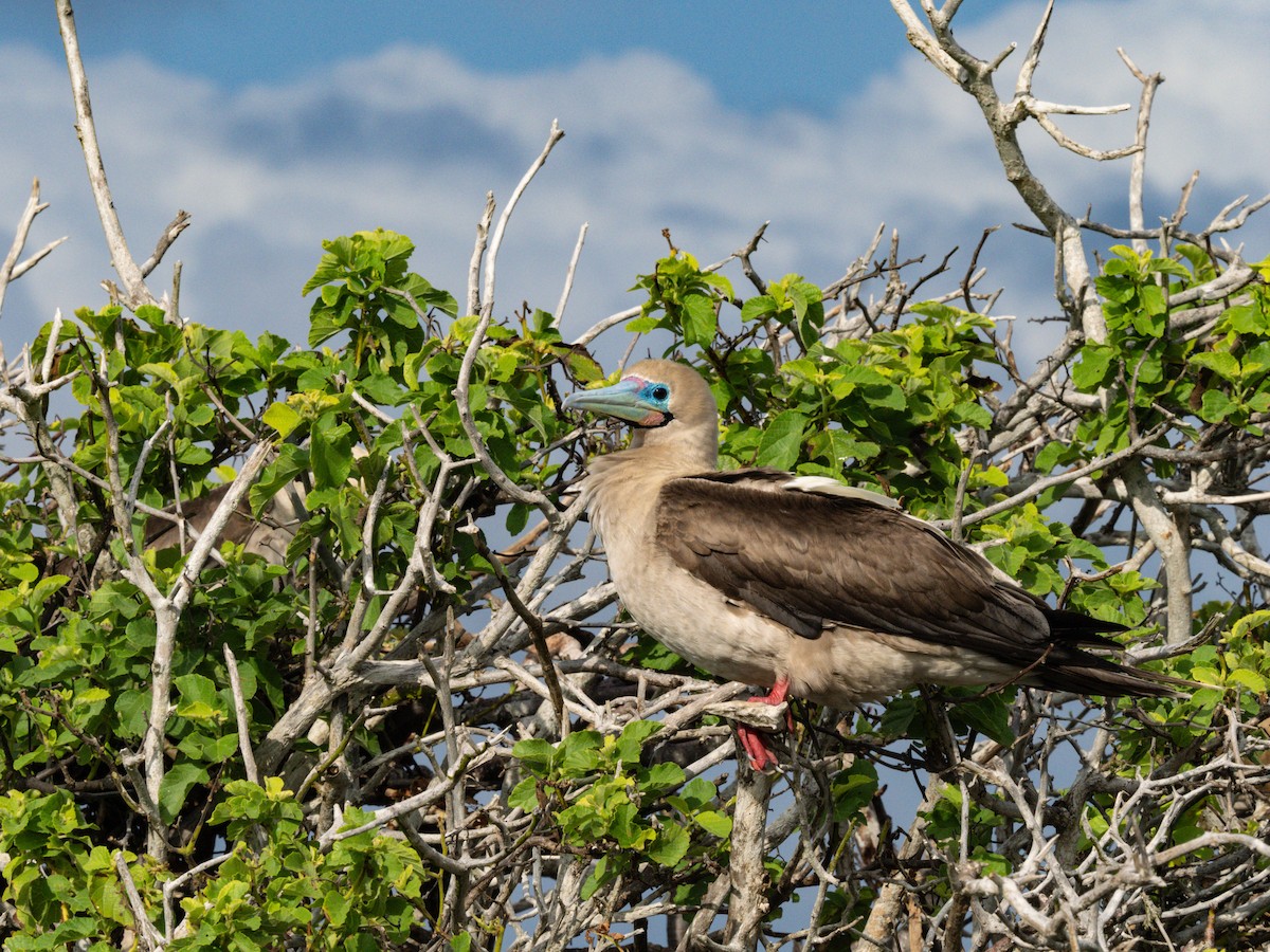 Red-footed Booby (Eastern Pacific) - ML604177231