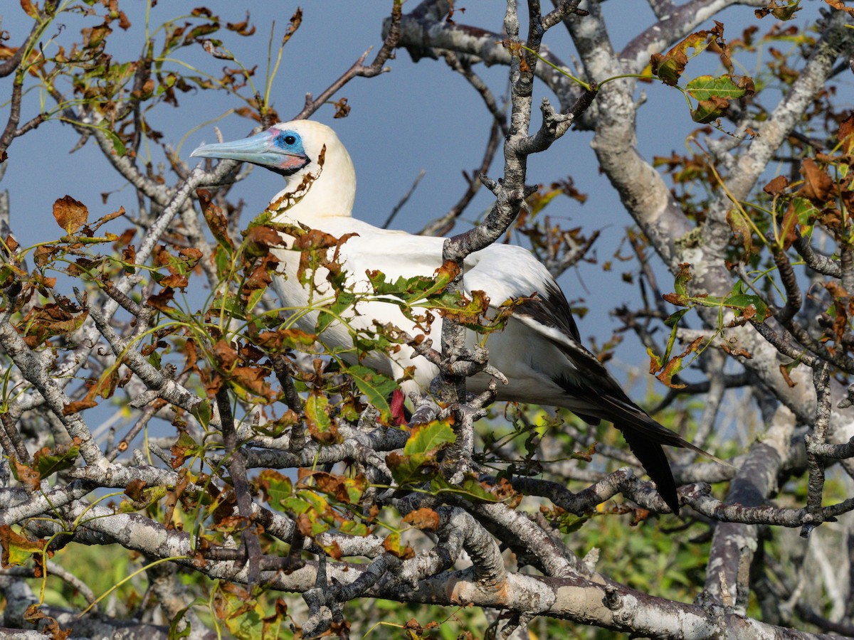 Red-footed Booby (Eastern Pacific) - ML604177241