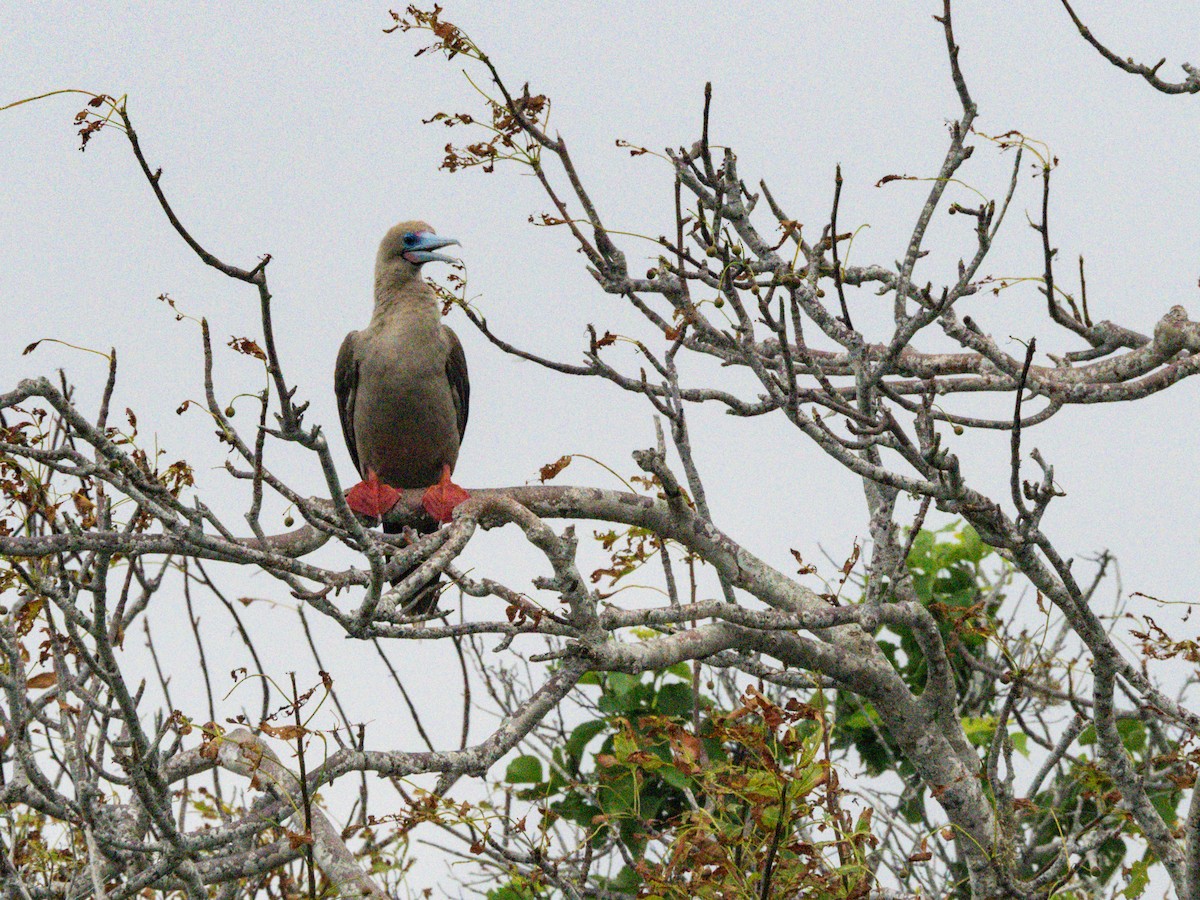 Red-footed Booby (Eastern Pacific) - ML604177261