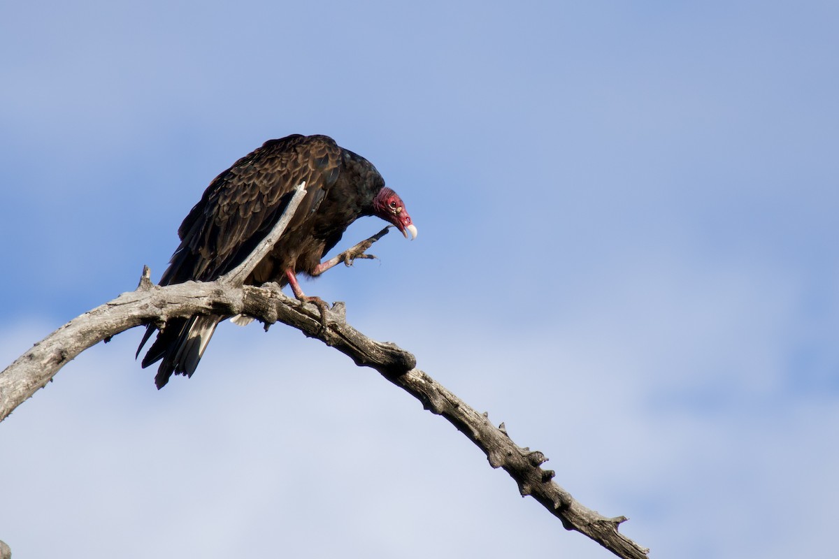Turkey Vulture - Rain Saulnier