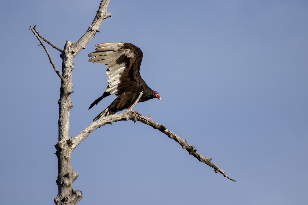 Turkey Vulture - Rain Saulnier