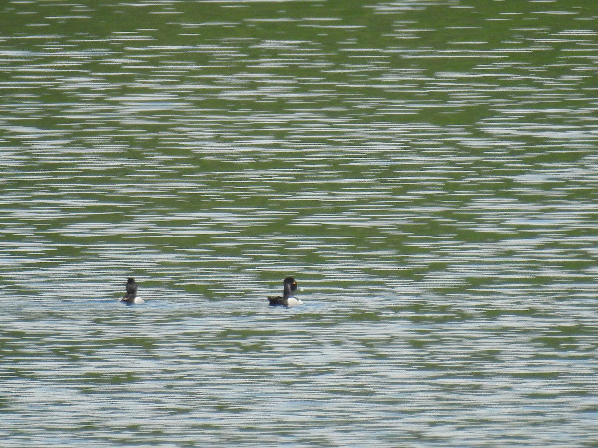 Ring-necked Duck - ML60417911