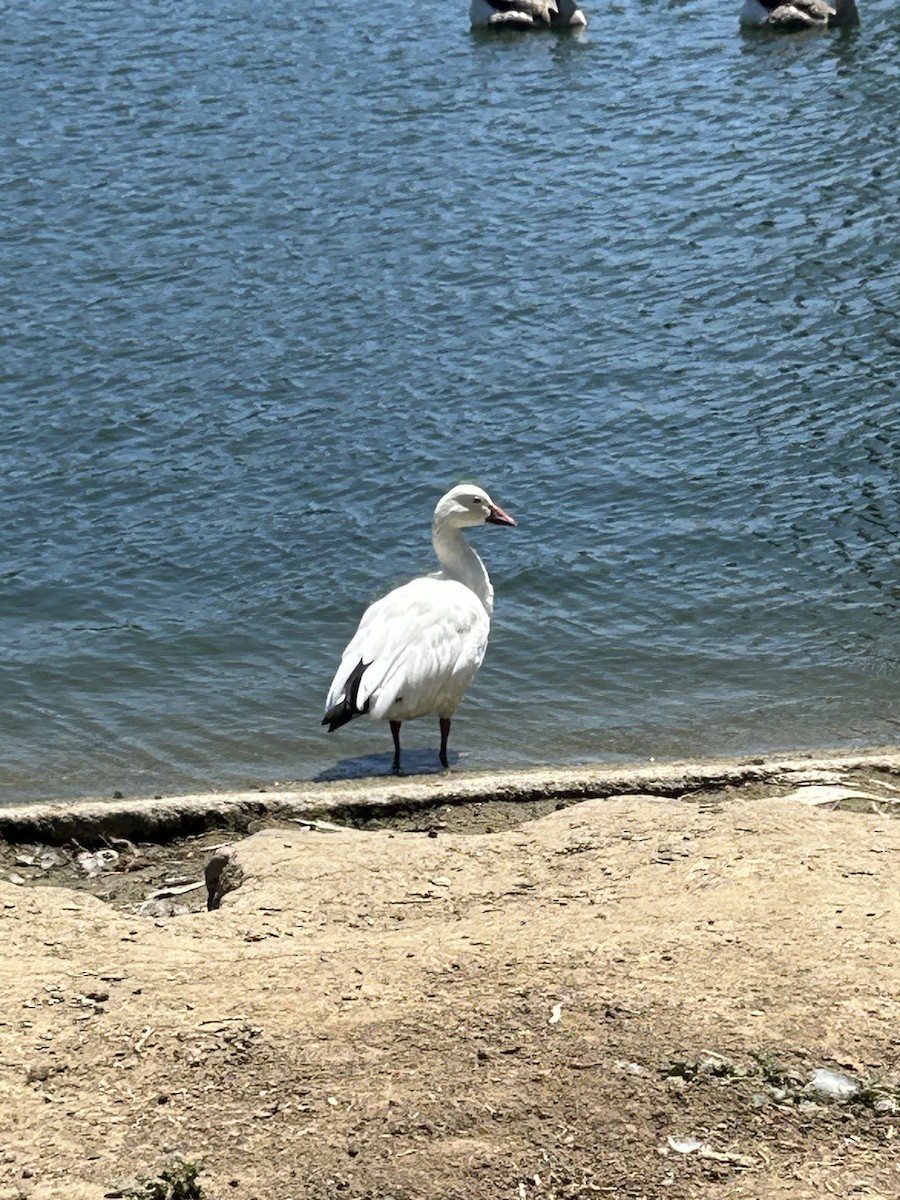 Snow Goose - ML604179871