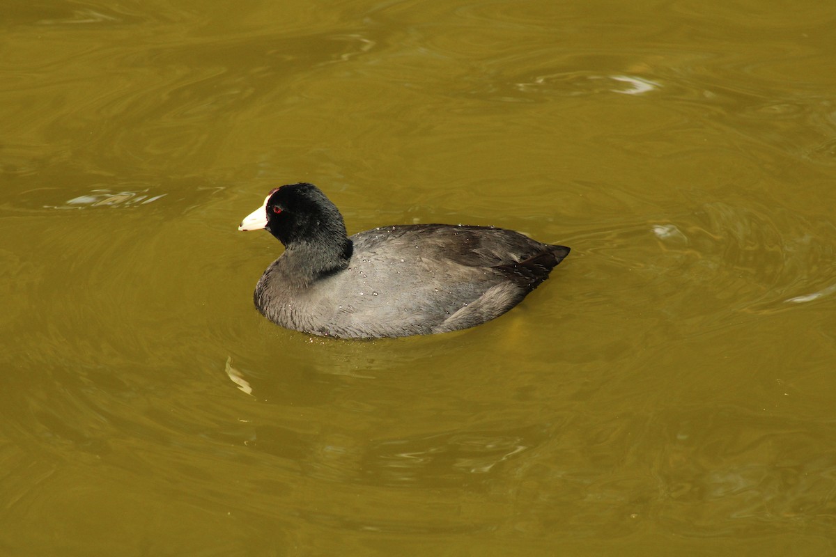 American Coot - Francisco Fernández