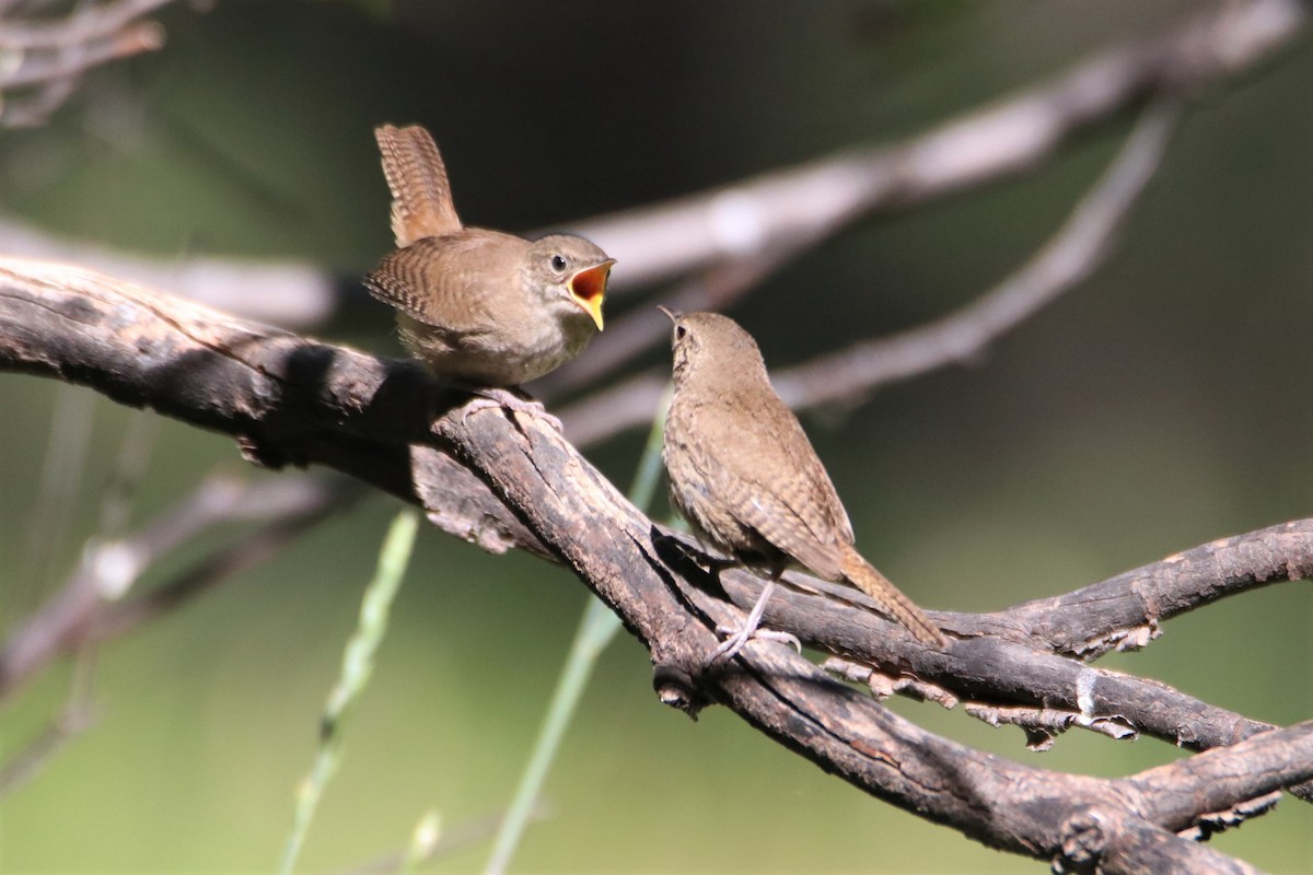 House Wren - ML604182221