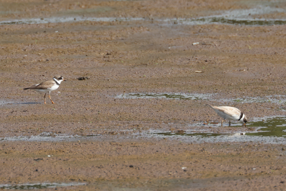 Semipalmated Plover - ML604182401