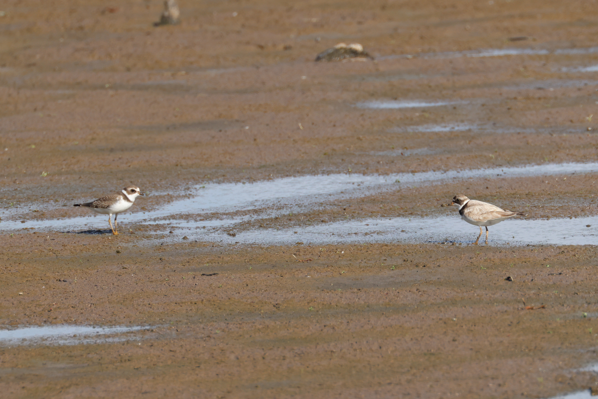 Semipalmated Plover - ML604182411