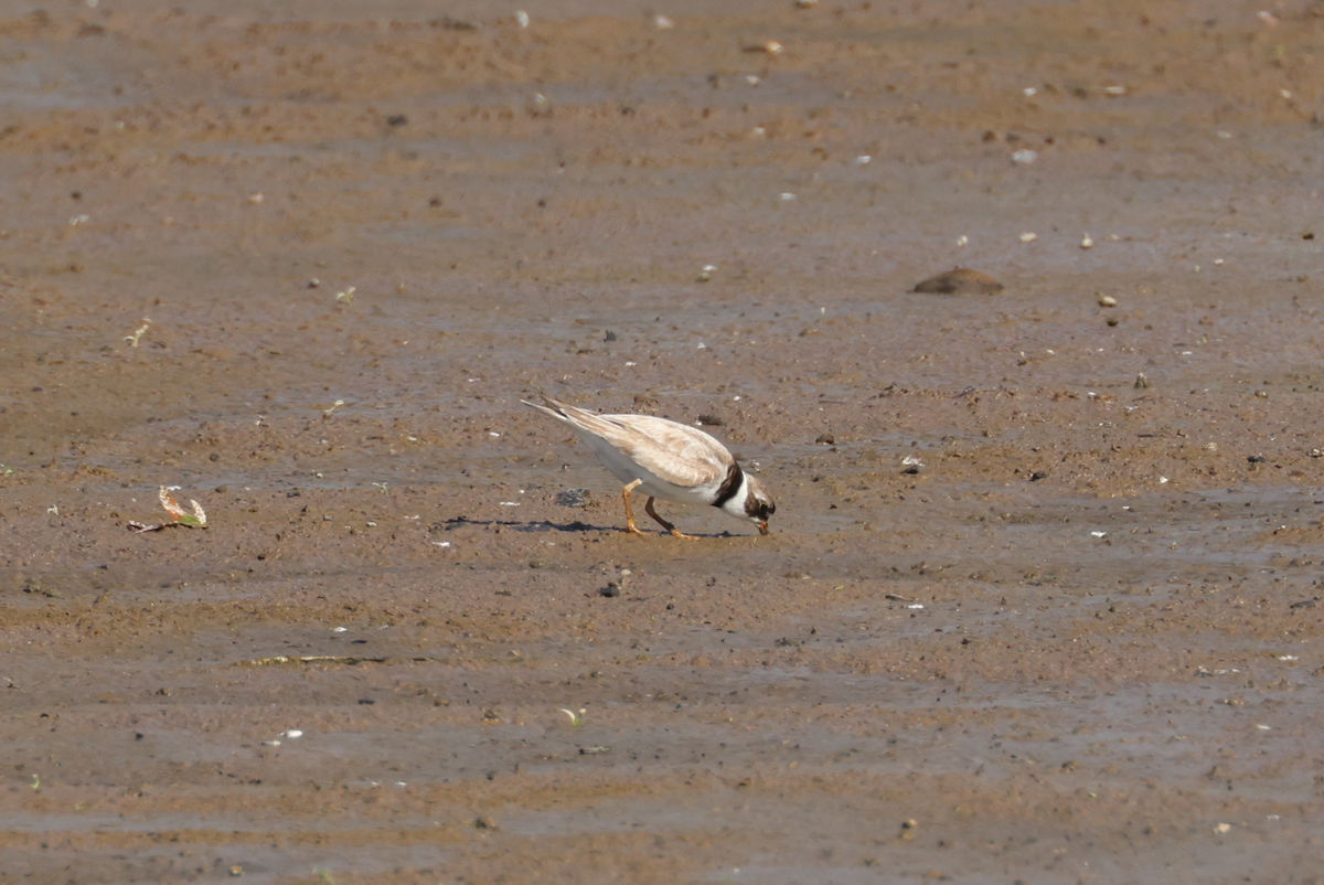 Semipalmated Plover - ML604182421