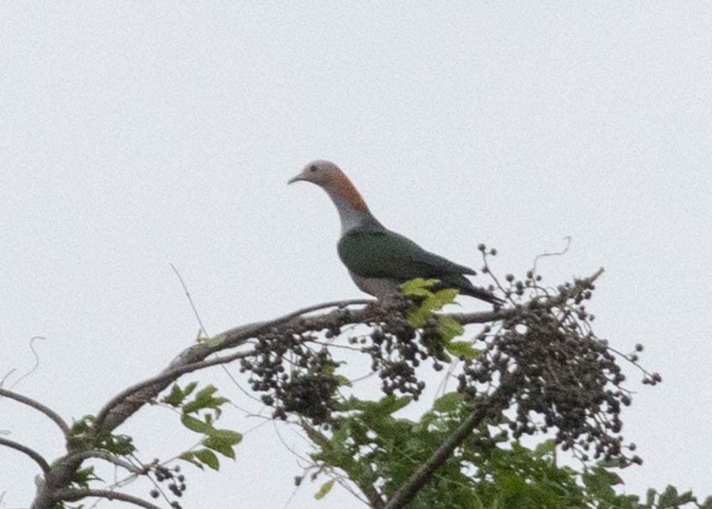 Green Imperial-Pigeon - Lindy Fung