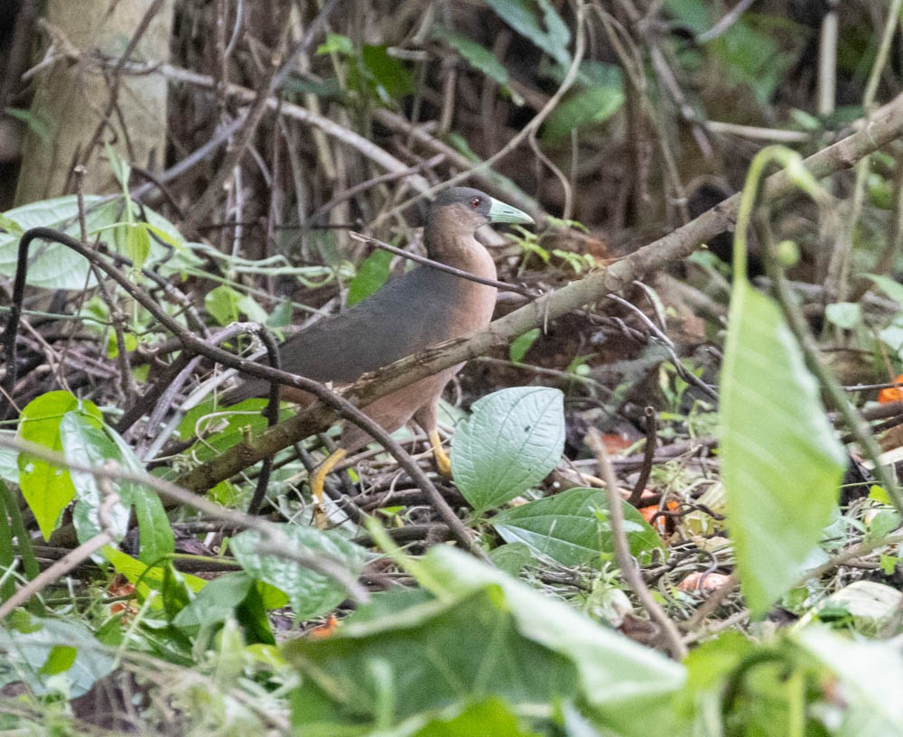 Isabelline Bush-hen - ML604182741