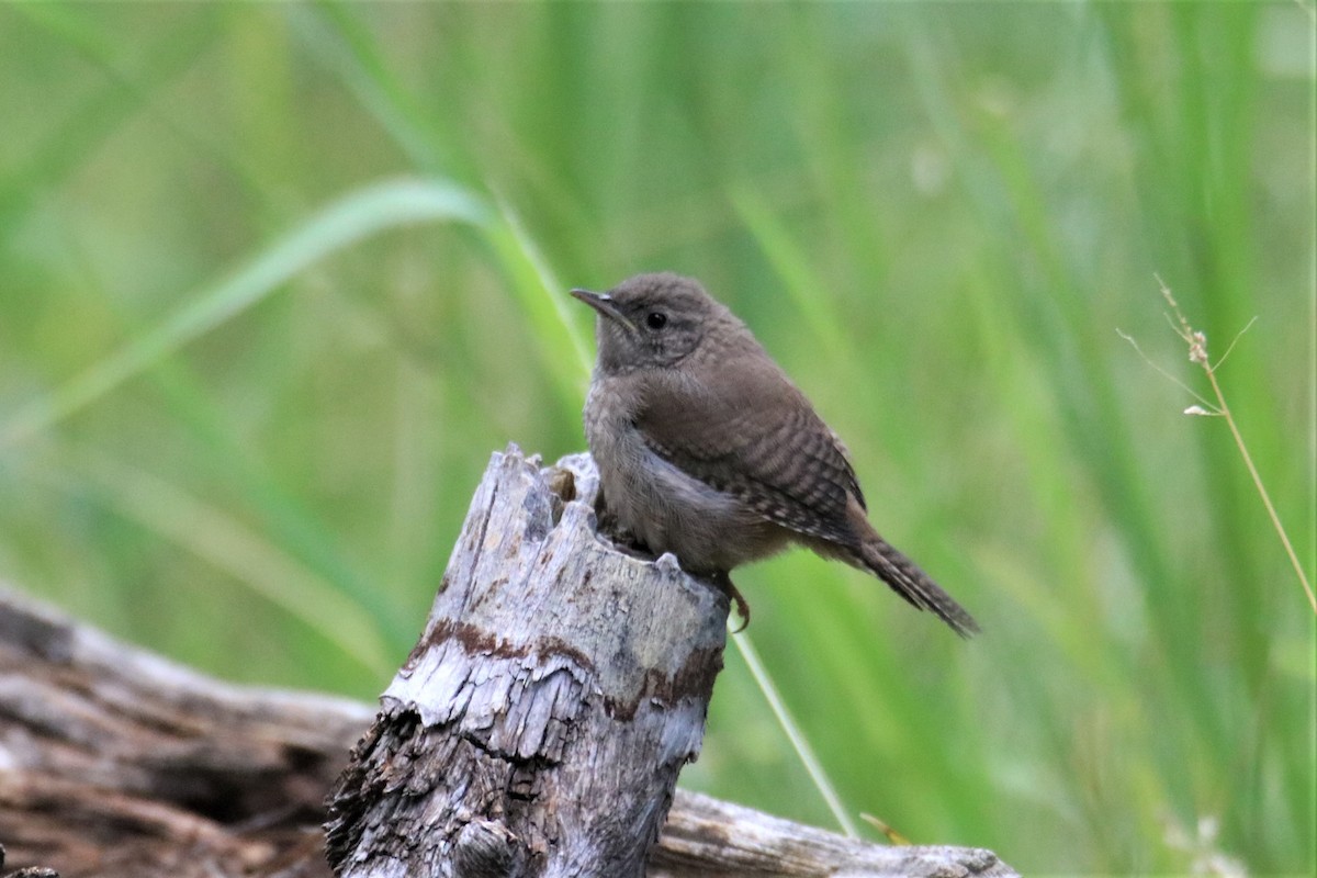 House Wren - ML604183331