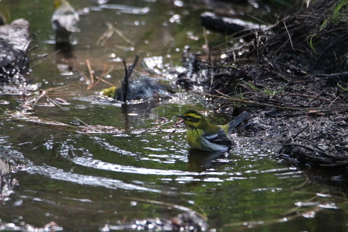 Townsend's Warbler - ML604183461