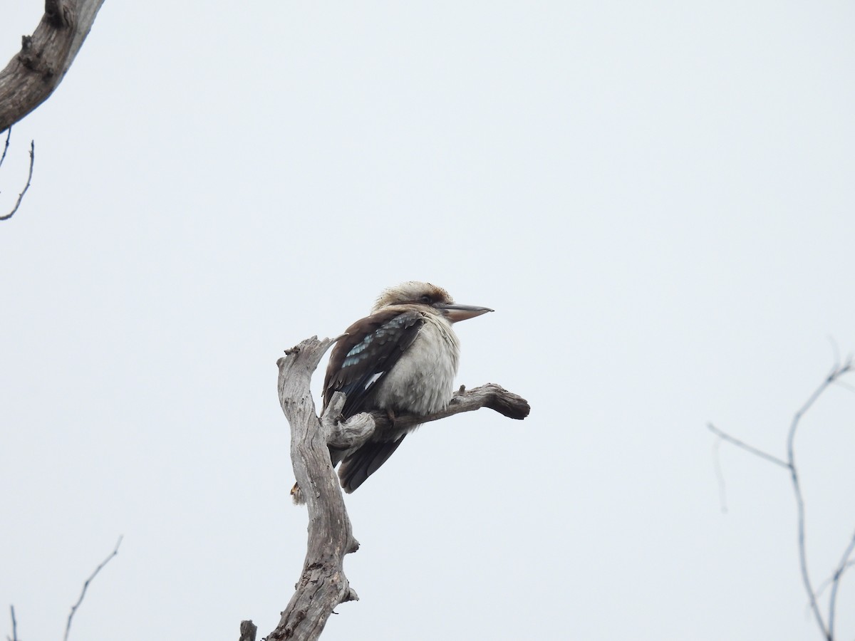 Laughing Kookaburra - Praveen Bennur