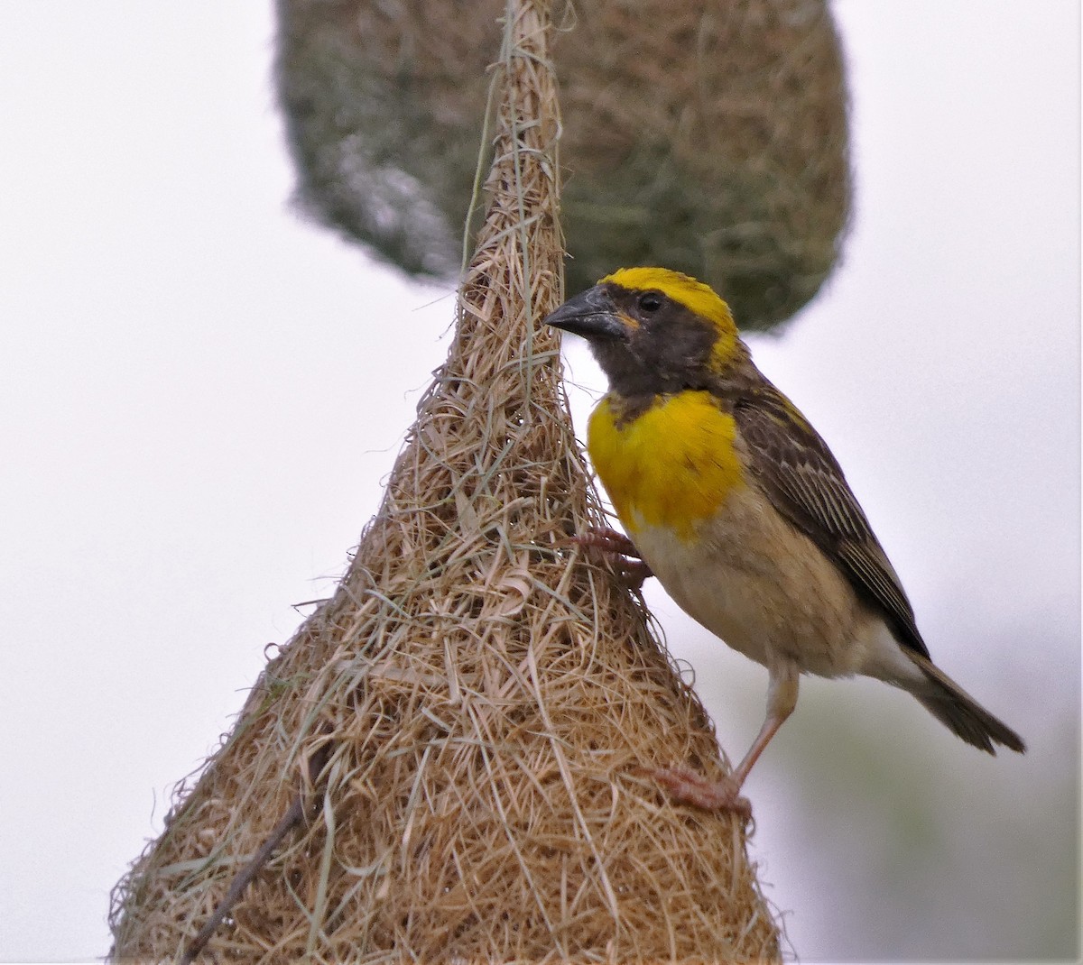 Baya Weaver - ML604184991