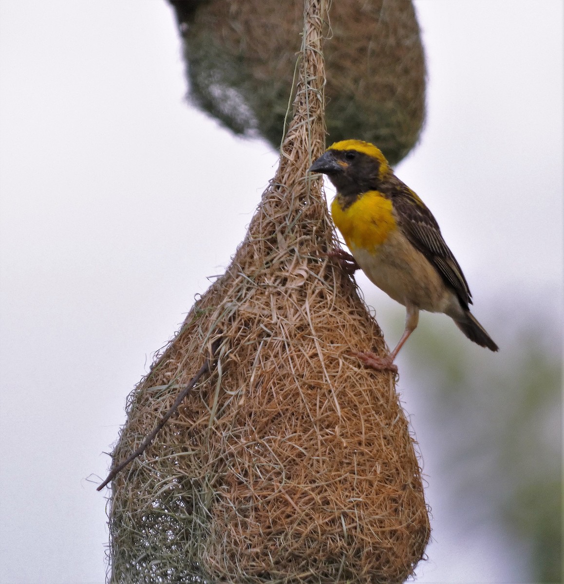 Baya Weaver - ML604185001