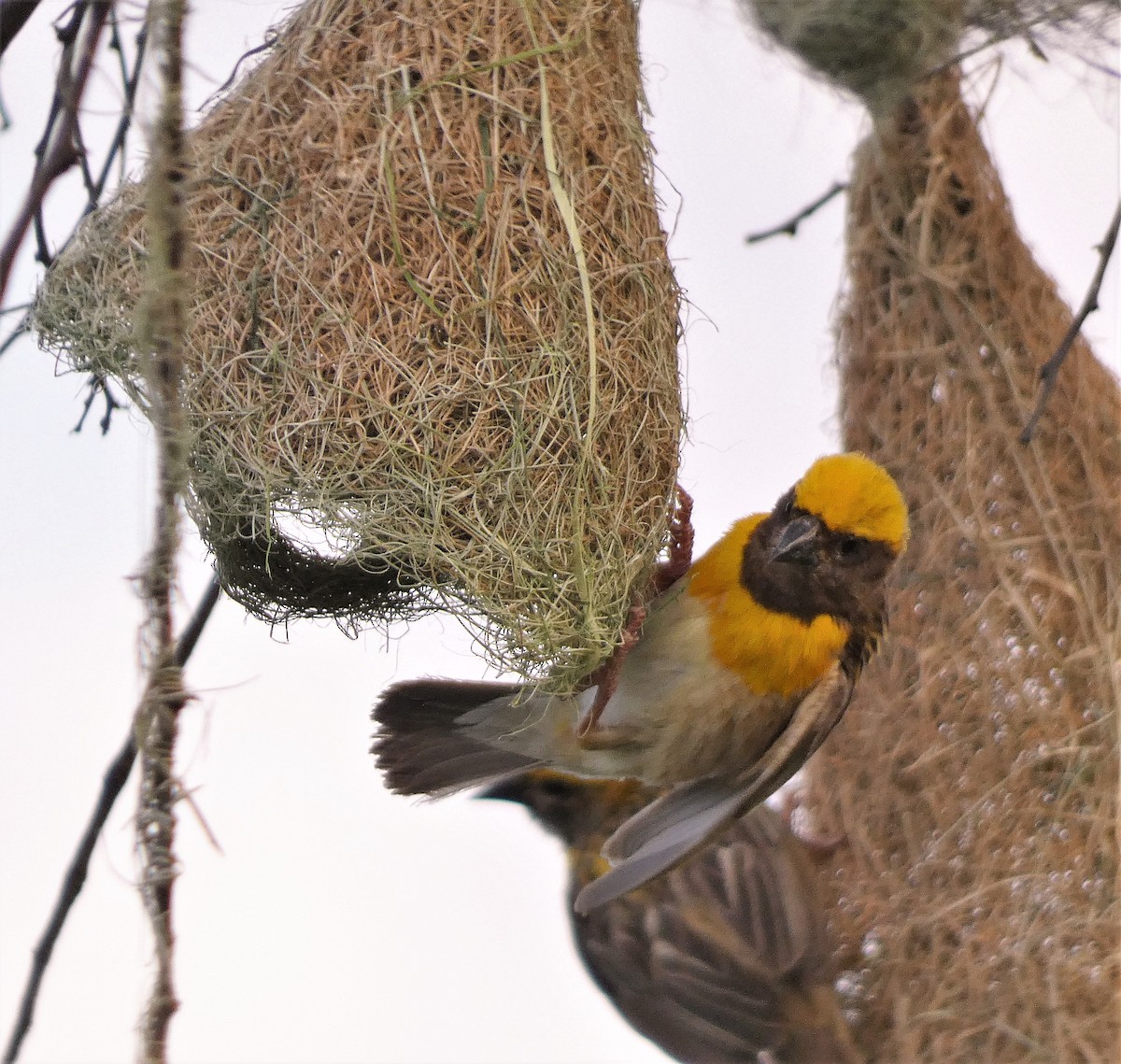 Baya Weaver - ML604185011