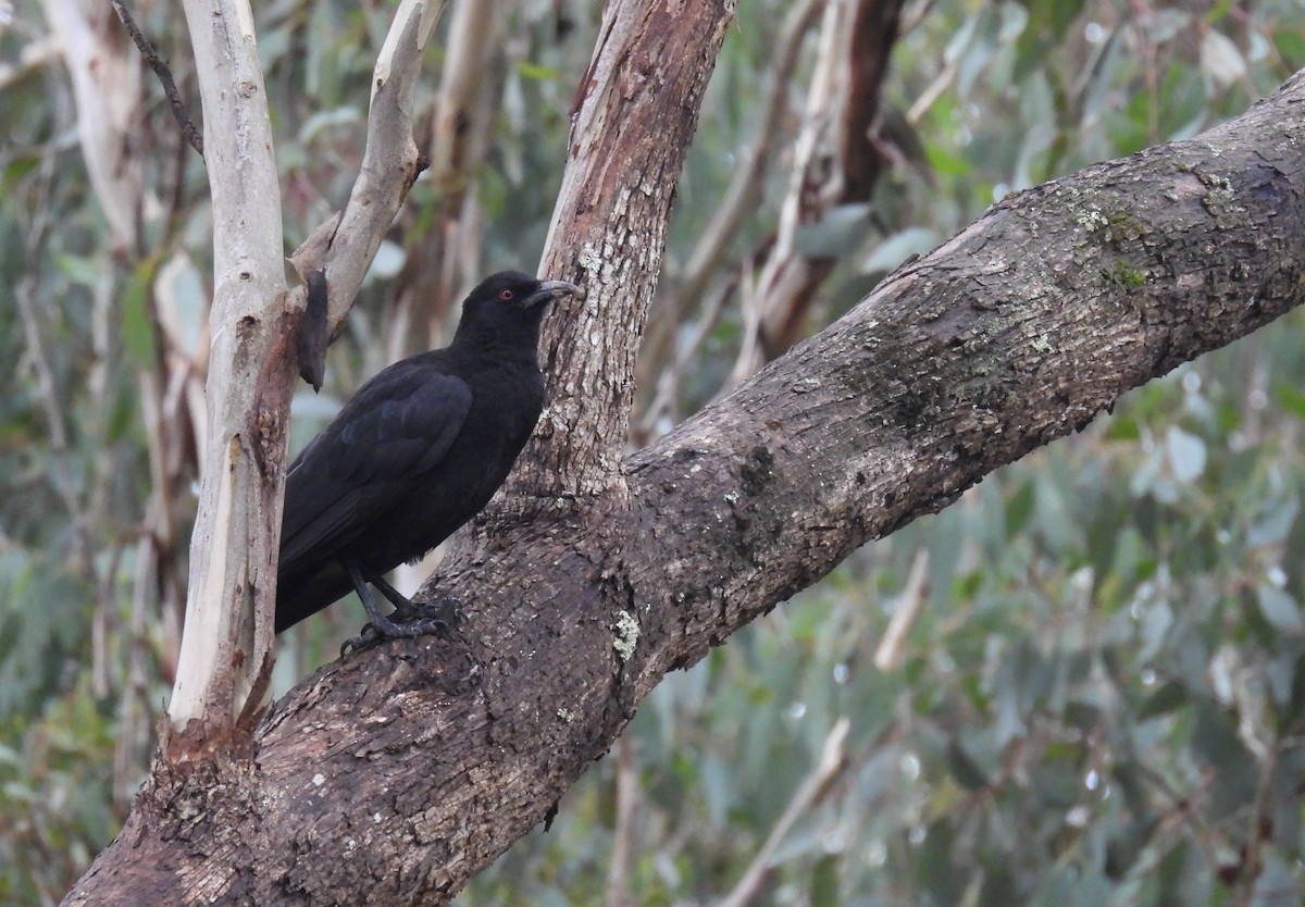 White-winged Chough - Praveen Bennur