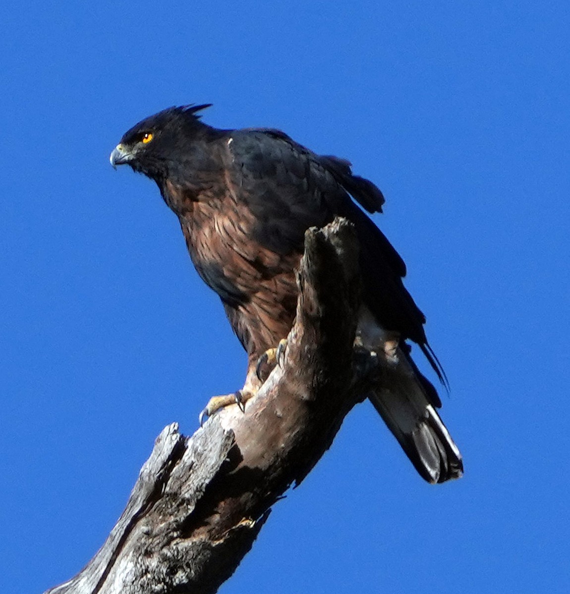 Black-and-chestnut Eagle - ML604185951