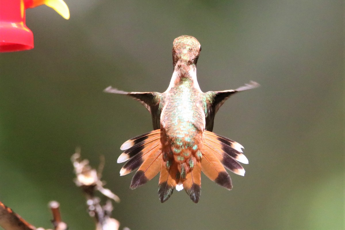 Rufous Hummingbird - Robert McCormick
