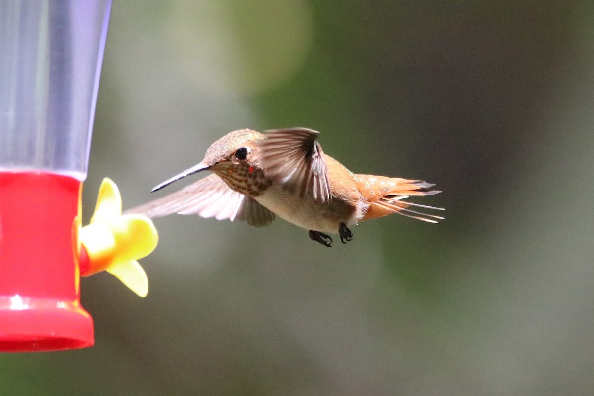 Rufous Hummingbird - ML604186301