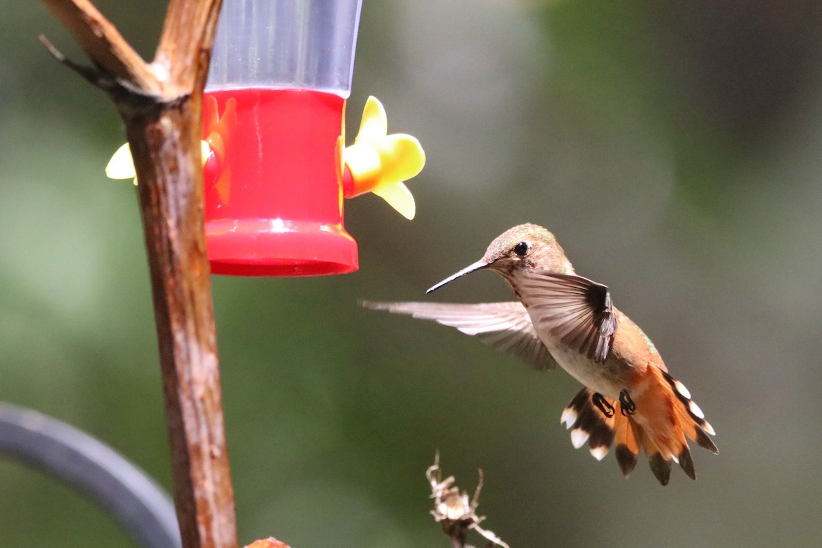 Rufous Hummingbird - ML604186321